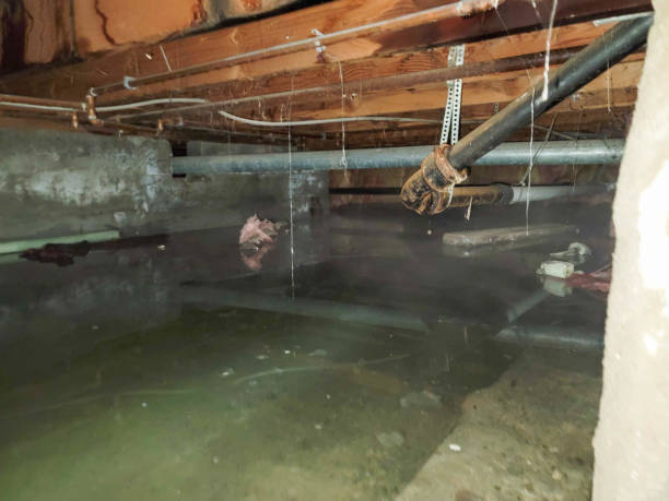 Best Water damage repair service  in Odem, TX